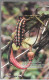 CARTE-PUCE-CHYPRE-Gem6-09/2001-3£-PAPILLON- Utilisé-TBE/RARE - Schmetterlinge