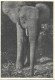 Ref ( 18666 )  Éléphants - Éléphants