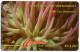 St. Vincent & The Grenadines - Giant Sea Anemone - 101CSVB - St. Vincent & Die Grenadinen