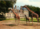 Animaux - Girafes - Réserve Africaine Du Château De Thoiry En Yvelines - Girafe Réticulée Et Son Petit Né à Thoiry - Gir - Girafes