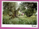 PROVENCE - Les Olivers Mythiques Olivier Olive Avec Fleur Blanche Au Pied Photo Alessandri - Alberi