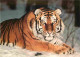 Animaux - Fauves - Tigre - Tigre De Sibérie - Carte WWF - CPM - Voir Scans Recto-Verso - Tigri