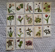 (!)  Russia FLORA Rare Flower Set Of 18 Pieces FINE RUSSIAN MATCHBOX LABELS - Boites D'allumettes - Etiquettes