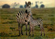 Animaux - Zèbres - Zoo De Douai La Fontaine - Petit - CPM - Carte Neuve - Voir Scans Recto-Verso - Cebras