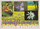 WESTERN AUSTRALIA WA Wildflowers Multiviews Hughes WAS2 Postcard C2000s - Sonstige & Ohne Zuordnung
