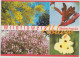 WESTERN AUSTRALIA WA Wildflowers Multiviews Hughes WAS3 ERROR Postcard C2000s - Other & Unclassified