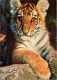 Animaux - Fauves - Tigre - Jeunes Tigres - CPM - Voir Scans Recto-Verso - Tiger