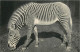 Animaux - Zèbres - Museum National D'Histoire Naturelle - Parc Zoologique Du Bois De Vincennes - Un Zèbre De Grévy - CPA - Zebras