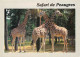 Animaux - Girafes - Peaugres - Safari Parc - Carte Neuve - CPM - Voir Scans Recto-Verso - Giraffes
