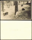 Foto Grunewald-Berlin Saubucht, Ferkel Im Schnee 1950 Privatfoto Foto - Grunewald