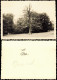 Foto Wannsee-Berlin Toter Baum Auf Der Pfaueninsel 1950 Foto - Wannsee
