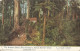 NZ - FRANKED PC (VIEW OF KORI FOREST) SENT FROM MAMAKU (ROTORUA) TO BELGIUM  - 1906 - Covers & Documents