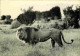 Animaux - Fauves - Lion - Parc National Albert - Vitshumbi Plaine Du Lac Edouard - Collection Des Parcs Nationaux Du Con - Lions