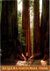 6-3-2025 (2 Y 18) USA - Sequoia National Park (geant Trees - Posted To Australia 2013) - Alberi