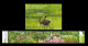 SINGAPORE 2009 150TH ANNIVERSARY OF THE BOTANIC GARDENS BIRDS FLOWERS COMPLETE SET WITH MINIATURE SHEET MS MNH - Singapore (1959-...)