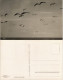 Ansichtskarte Zingst Möwen über Dem Meer 1930 - Zingst