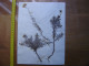 Annees 50 PLANCHE D'HERBIER Du Gard Herbarium Planche Naturelle 4 - Pop Art