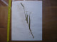 Annees 50 PLANCHE D'HERBIER Du Gard Herbarium Planche Naturelle 6 - Pop Art