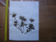 Annees 50 PLANCHE D'HERBIER Du Gard Herbarium Planche Naturelle 9 - Popular Art