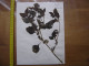 Annees 50 PLANCHE D'HERBIER Du Gard Herbarium Planche Naturelle 21 - Arte Popular
