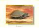 Animaux - Tortues - CPM - Voir Scans Recto-Verso - Tartarughe