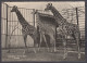 127815/ Giraffen, Zoologischer Garten Basel - Jirafas
