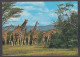 129736/ Troupeau De Girafes - Giraffes