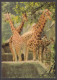 116543/ Girafes, Parc Zoologique De Paris - Giraffen