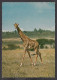 089712/ Girafe - Girafes