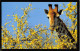 GIRAFE QUI MANGE UN BUISSON JAUNE AVEC TIMBRE AFRIQUE DU SUD - Giraffes