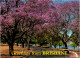 7-3-2024 (2 Y 23) Australia (posted With Stamp) QLD - Brisbane Jacaranda Trees - Trees