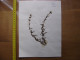 Annees 50 PLANCHE D'HERBIER Du Gard Herbarium Planche Naturelle 29 - Art Populaire