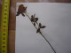 Annees 50 PLANCHE D'HERBIER Du Gard Herbarium Planche Naturelle 32 - Arte Popolare