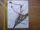 Annees 50 PLANCHE D'HERBIER Du Gard Herbarium Planche Naturelle 35 - Arte Popolare