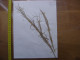 Annees 50 PLANCHE D'HERBIER Du Gard Herbarium Planche Naturelle 36 - Popular Art