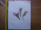 Annees 50 PLANCHE D'HERBIER Du Gard Herbarium Planche Naturelle 38 - Popular Art