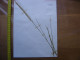 Annees 50 PLANCHE D'HERBIER Du Gard Herbarium Planche Naturelle 42 - Pop Art