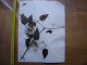 Annees 50 PLANCHE D'HERBIER Du Gard Herbarium Planche Naturelle 46 - Art Populaire