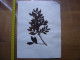 Annees 50 PLANCHE D'HERBIER Du Gard Herbarium Planche Naturelle 48 - Arte Popular