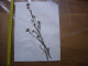 Annees 50 PLANCHE D'HERBIER Du Gard Herbarium Planche Naturelle 49 - Arte Popular