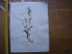 Annees 50 PLANCHE D'HERBIER Du Gard Herbarium Planche Naturelle 51 - Popular Art