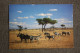 Zebra. Africa. Kenya Stamp. 1990s - Zebre