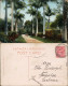 Postcard Kingston Straßenpartie - Royal Palms 1915 - Giamaica