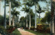 Postcard Kingston Straßenpartie - Royal Palms 1915 - Jamaica