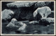 Ansichtskarte Stellingen-Hamburg Tierpark Hagenbeck - Eisbären 1930 - Stellingen