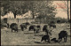 Ansichtskarte Moritzburg Fütterung Der Wildschweine 1911 - Moritzburg