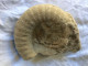 Ammonite 13,5 Cm X 11 Cm épaisseur 4 Cm - Poids 900 Gr - Fossiles