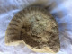 Ammonite 13,5 Cm X 11 Cm épaisseur 4 Cm - Poids 900 Gr - Fossilien