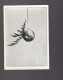 CPA   Postkarte Japanische  Blumenkunst     Verlag  Der Gartenfchonheit Berlin  - Weftend - Verzamelingen & Kavels
