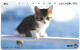 Phonecard - Japan, Kittens 8, N°1164 - Colecciones